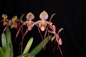 Paphiopedilum Shin-Yi Dragon Huntington's Fairy Tale AM/AOS 83 pts.